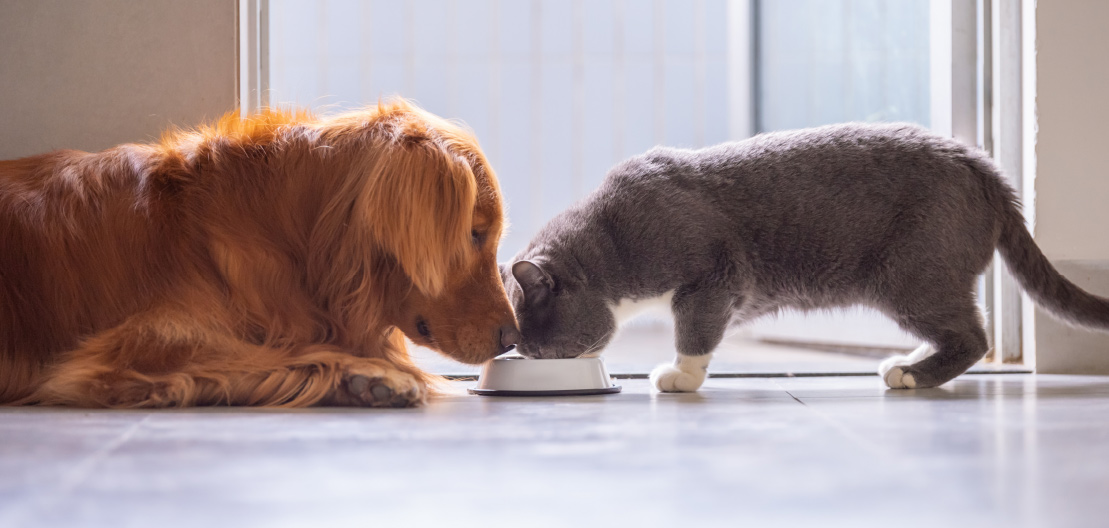 Hund und Katze vor dem Napf Hund und Katze vor dem Napf
