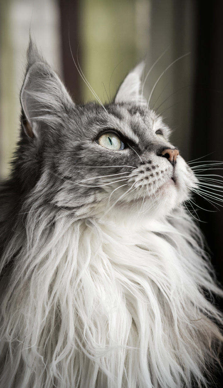 Zufriedene Katze Zufriedene Katze