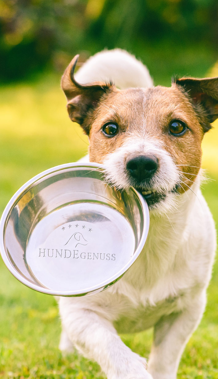 Glücklicher Hund freut sich auf sein Fressi Glücklicher Hund freut sich auf sein Fressi